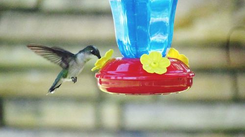 Close-up of bird flying