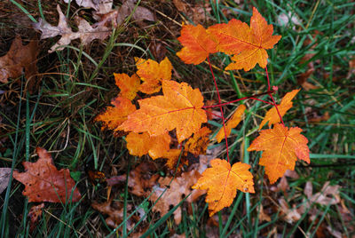 Close-up of orange maple leaf on tree