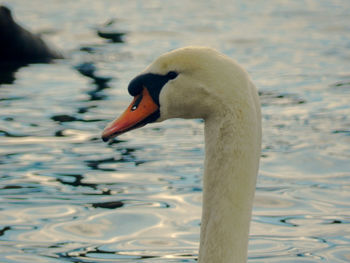 Bird in water