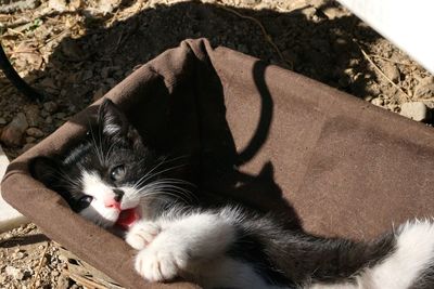 Portrait of cat lying down