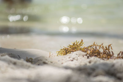 Close-up of sand