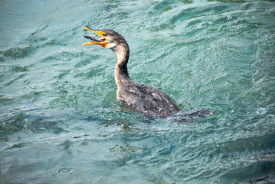 High angle view of duck swimming in sea