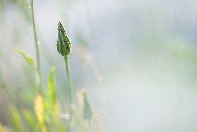 Close-up of plant against blurred background