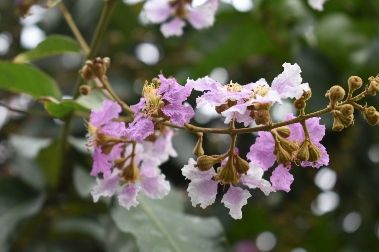 CLOSE-UP OF FLOWERS ON TREE