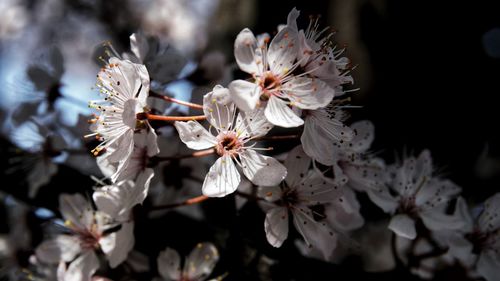 Close-up of white flowers on branch