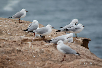 Seagulls perching on rock formation