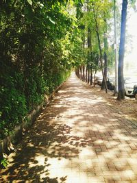 Narrow pathway along trees