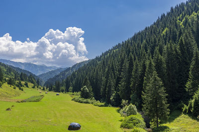 Scenic view of pine trees against sky