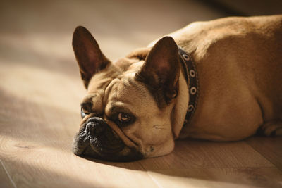 Close-up of a dog resting