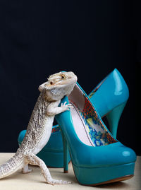 Close-up of reptile on high heels