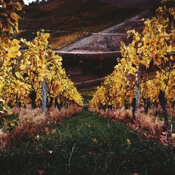 Trees growing on field during autumn