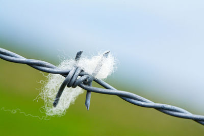 Close-up of barbed wire on plant during winter