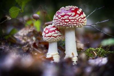 Close-up of fly agaric mushroom on field