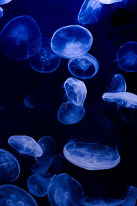 Moon jelly in the dark.