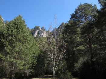 Low angle view of trees against sky