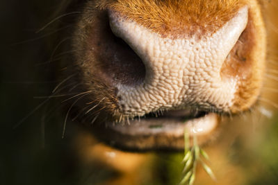 Close up of a moist nose of a cow