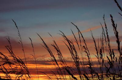 Silhouette plants against sky during sunset