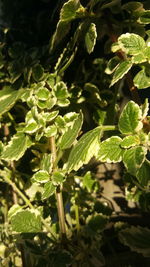Close-up of fresh green plant