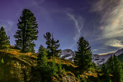 Low angle view of trees against sky at night