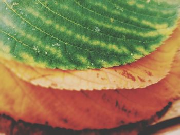 Close-up of fresh green leaves