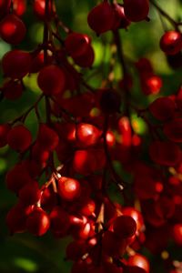 Close-up of red berries growing on tree