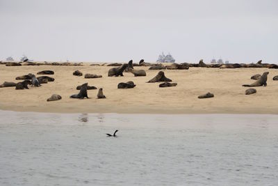 Flock of birds on the beach