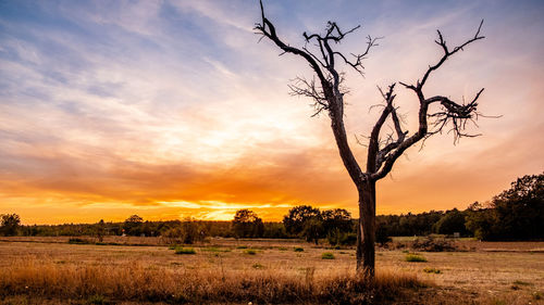 Bare tree on field against sky during sunset