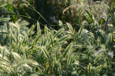 Close-up of plant growing on field