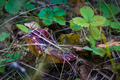 Close-up of wilted plant on field