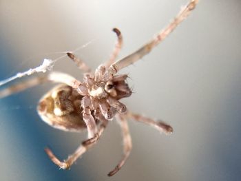 Close-up of spider on plant