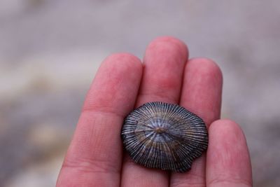 High angle view of person showing animal shells