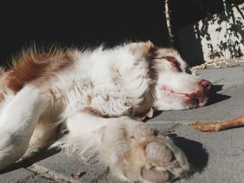 Close-up of dog sleeping with paw