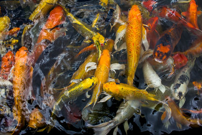 Fish swimming in sea