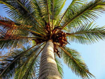 Low angle view of palm tree against sky