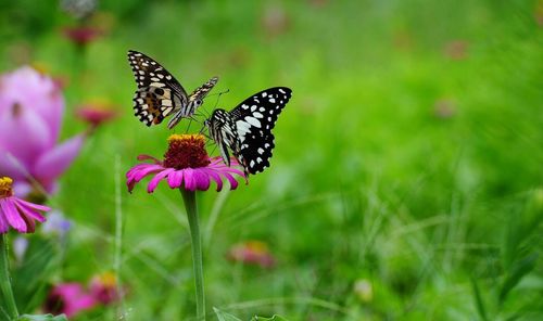 Close-up of butterfly pollinating flower