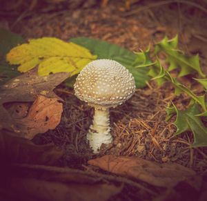 Close-up of fly agaric mushroom