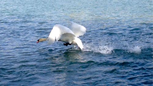 View of birds in water