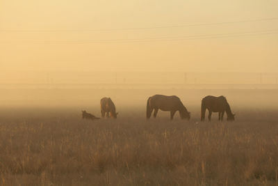 Horses grazing in the field