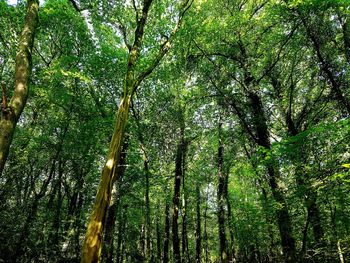 Low angle view of bamboo trees in forest