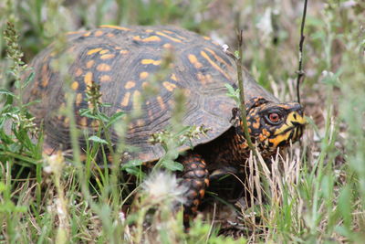 Close-up of a turtle in a field