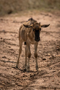 Full length of mammal standing on land