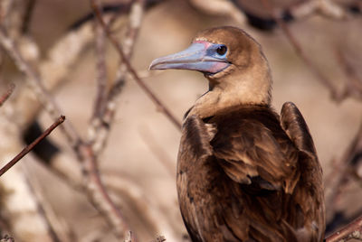 Close-up of bird perching outdoors