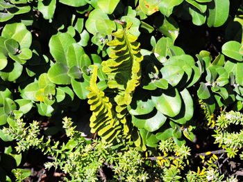High angle view of plants