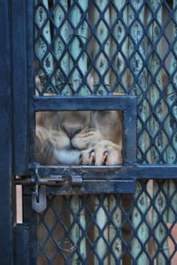 Cat sleeping on metal fence