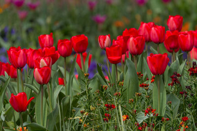 Close-up of red tulip flowers on field