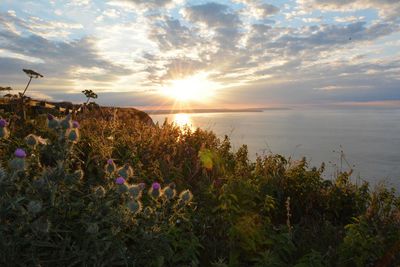 Purple flowering plants on land against sky during sunset