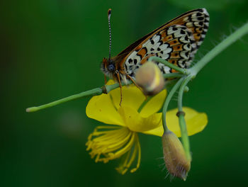 Close-up of butterfly pollinating flower