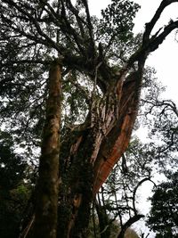 Low angle view of tree in forest