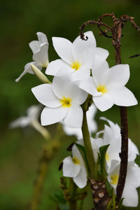 Close-up of white flowers