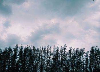 Low angle view of pine trees against sky during winter